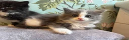 Ragdoll cats for sale: Ragdollxbsh kittens  - Advert 6