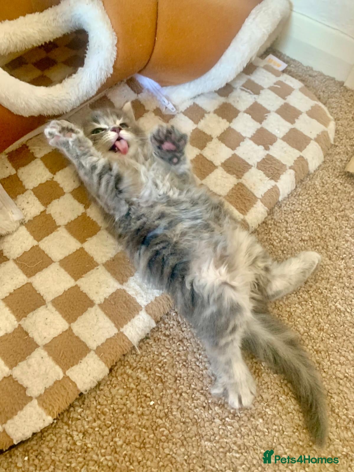 British Longhair cats Stunning kittens  - Advert 1