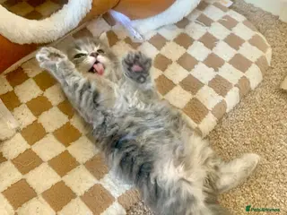 British Longhair cats Stunning kittens - Advert 1