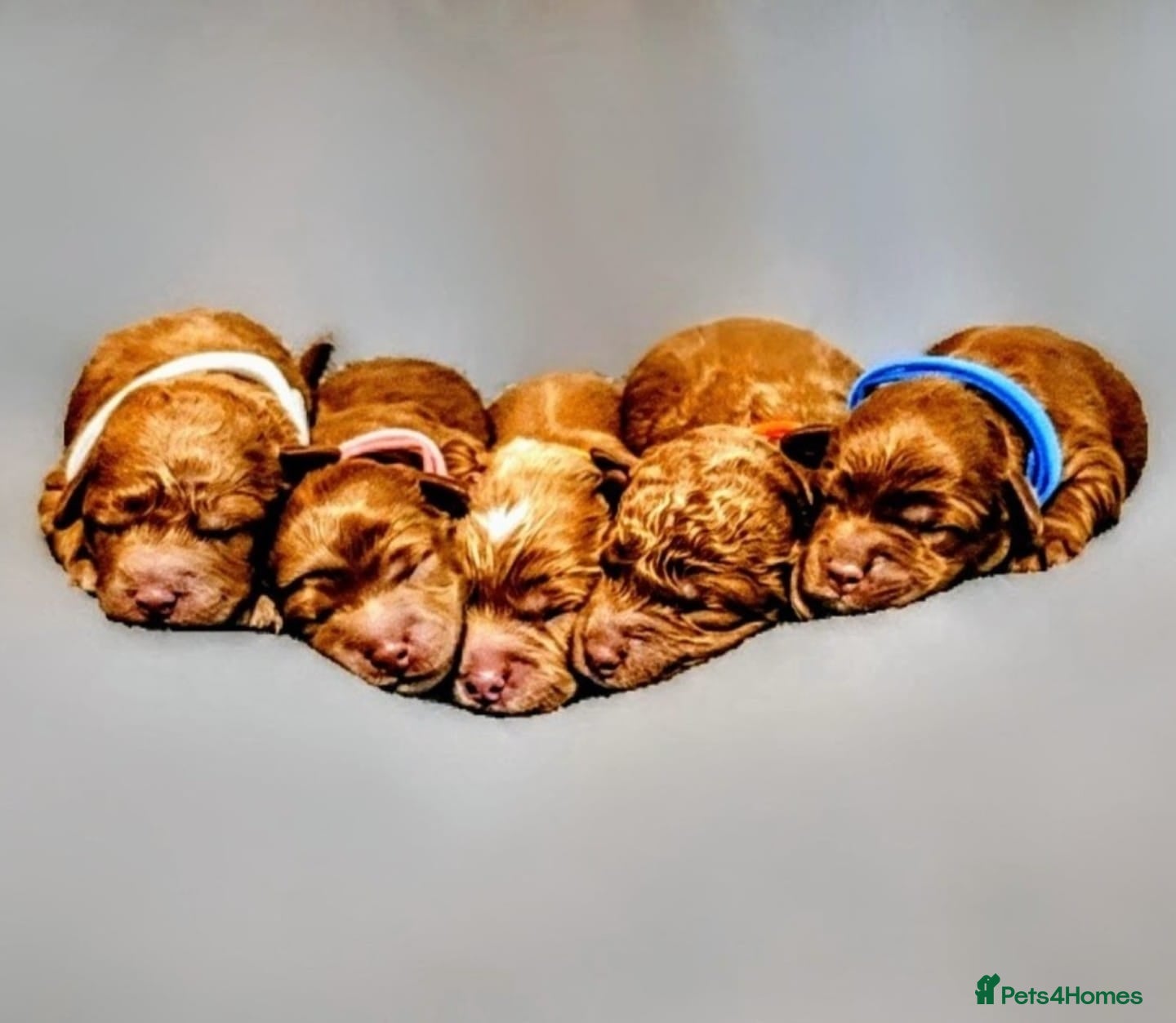 Cockapoo dogs GENUINE F1B COCKAPOO PUPPIES  - Advert 2