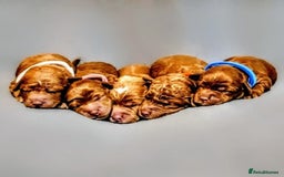 Cockapoo dogs for sale: GENUINE F1B COCKAPOO PUPPIES  - Image 1