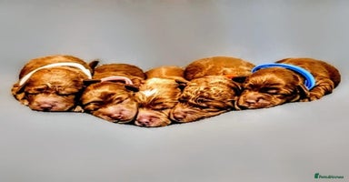 Cockapoo dogs GENUINE F1B COCKAPOO PUPPIES  - Advert 10