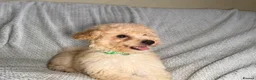 Cavapoochon dogs for sale: READY TO LEAVE NOW!! Miniature cavapoochons - Advert 11