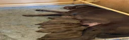 Labrador Retriever dogs for sale: Beautiful Chocolate Puppies are now ready to view. - Advert 10