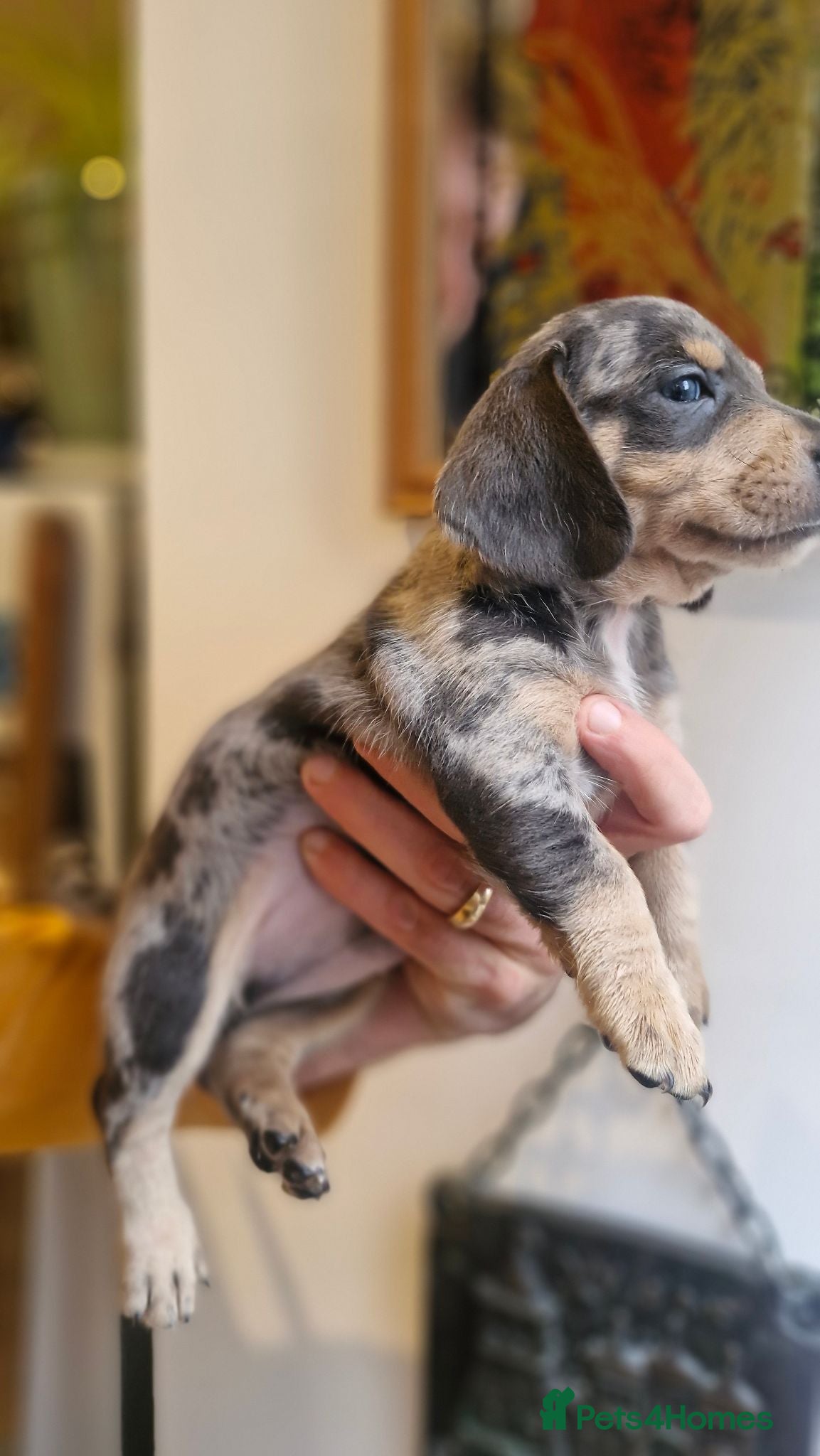 Dachshund dogs Beautiful dapple daschunds - Advert 7
