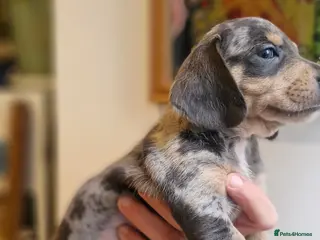 Dachshund dogs Beautiful dapple daschunds - Advert 7