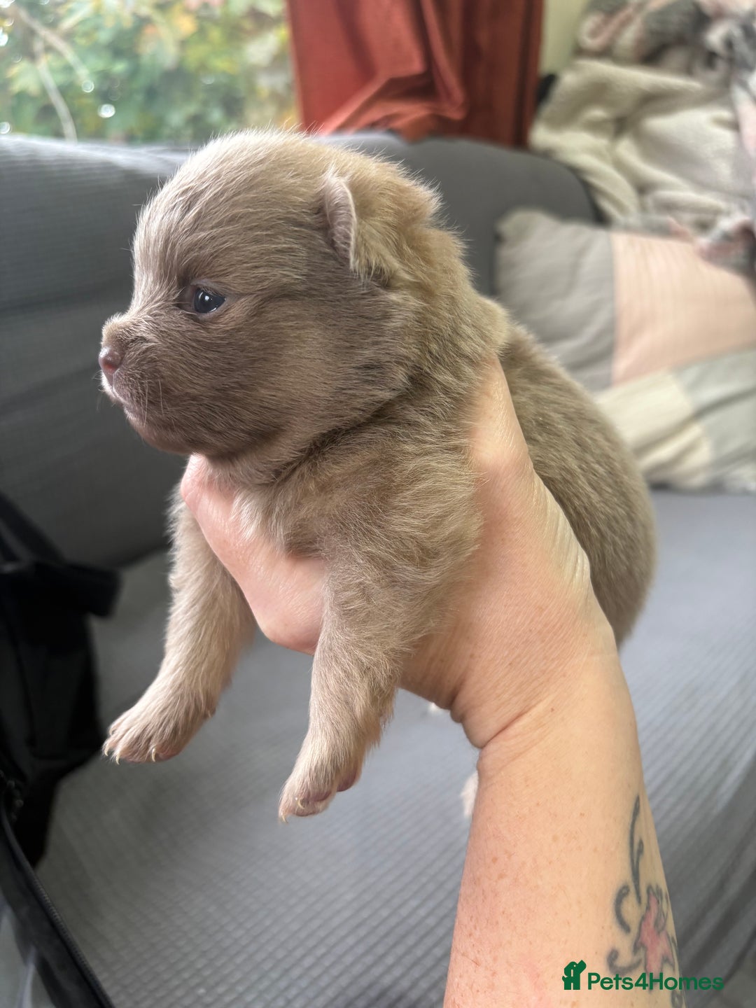 Pomeranian dogs for sale: Lavender/lilac/chocolate/tan pomeranians - Image 9