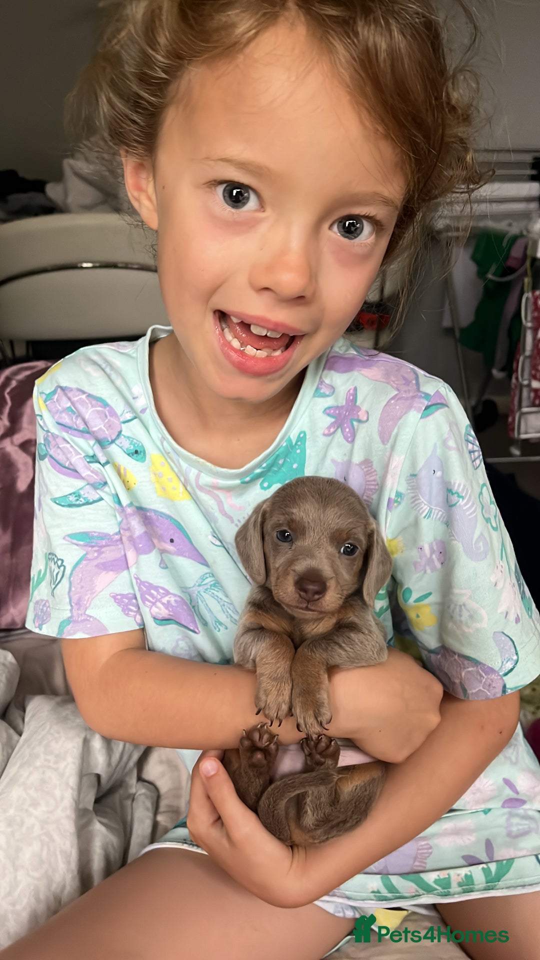 Miniature Dachshund dogs for sale: Beautiful miniature sausage dog puppies - Image 4