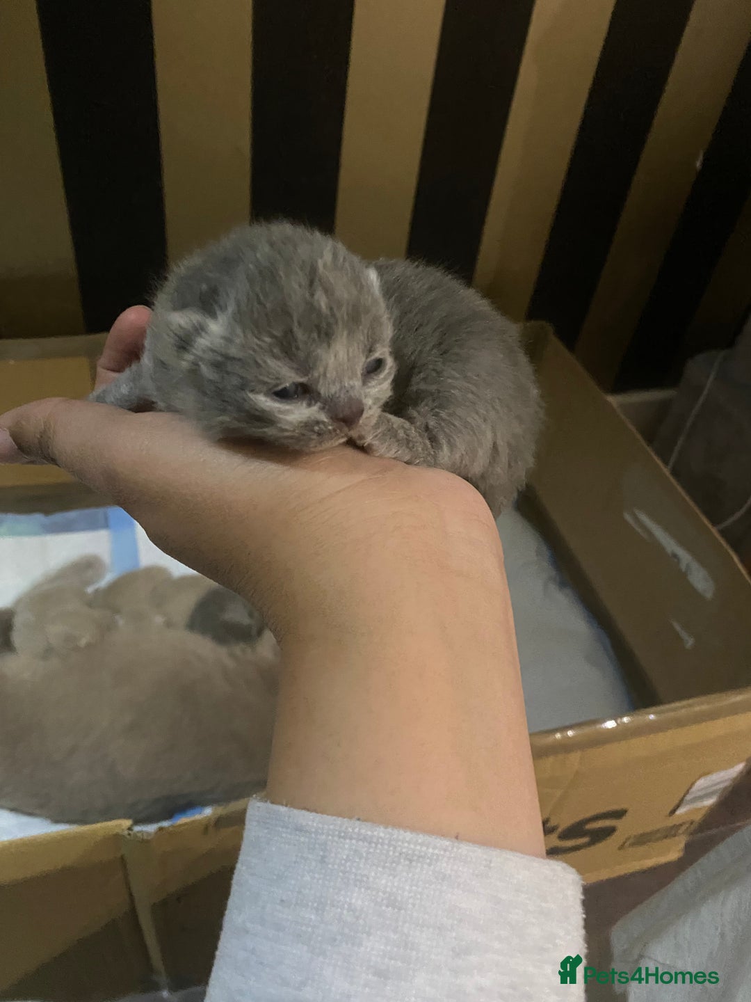 British Shorthair cats for sale: Stunning British shorthair kittens - Advert 7