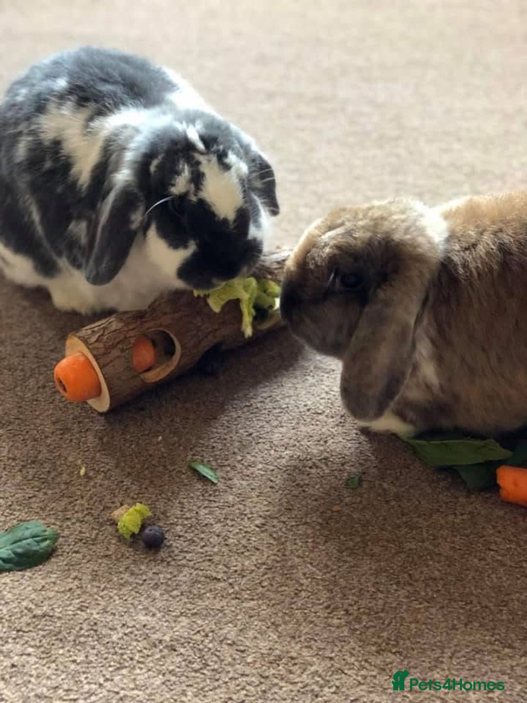 English Lop rabbits for sale: 2 x Male Lop Rabbits - Advert 10