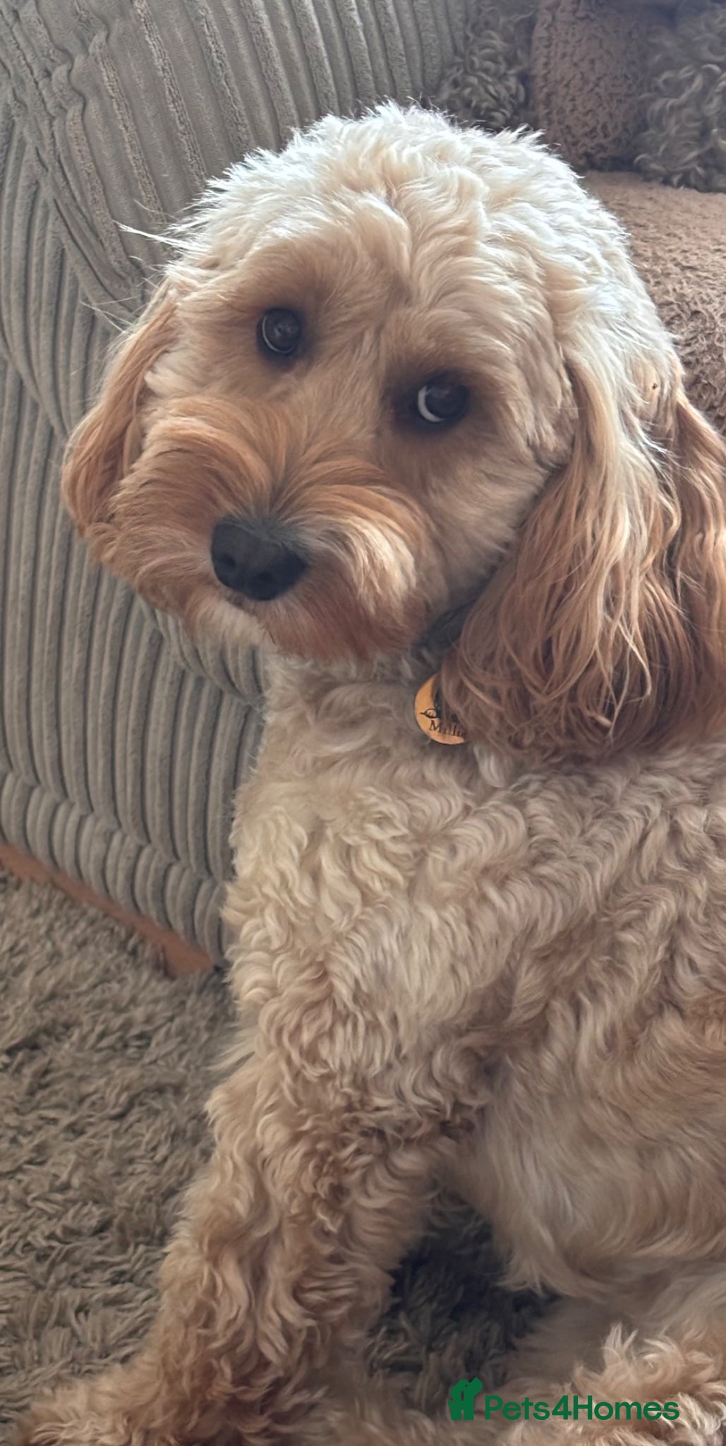 Cockapoo dogs Cockerpoo 16 weeks old - Advert 3