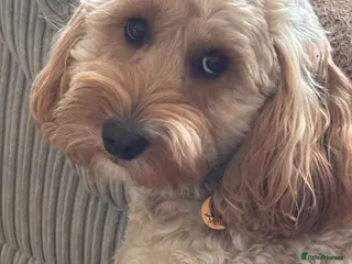 Cockapoo dogs Cockerpoo 16 weeks old - Advert 3