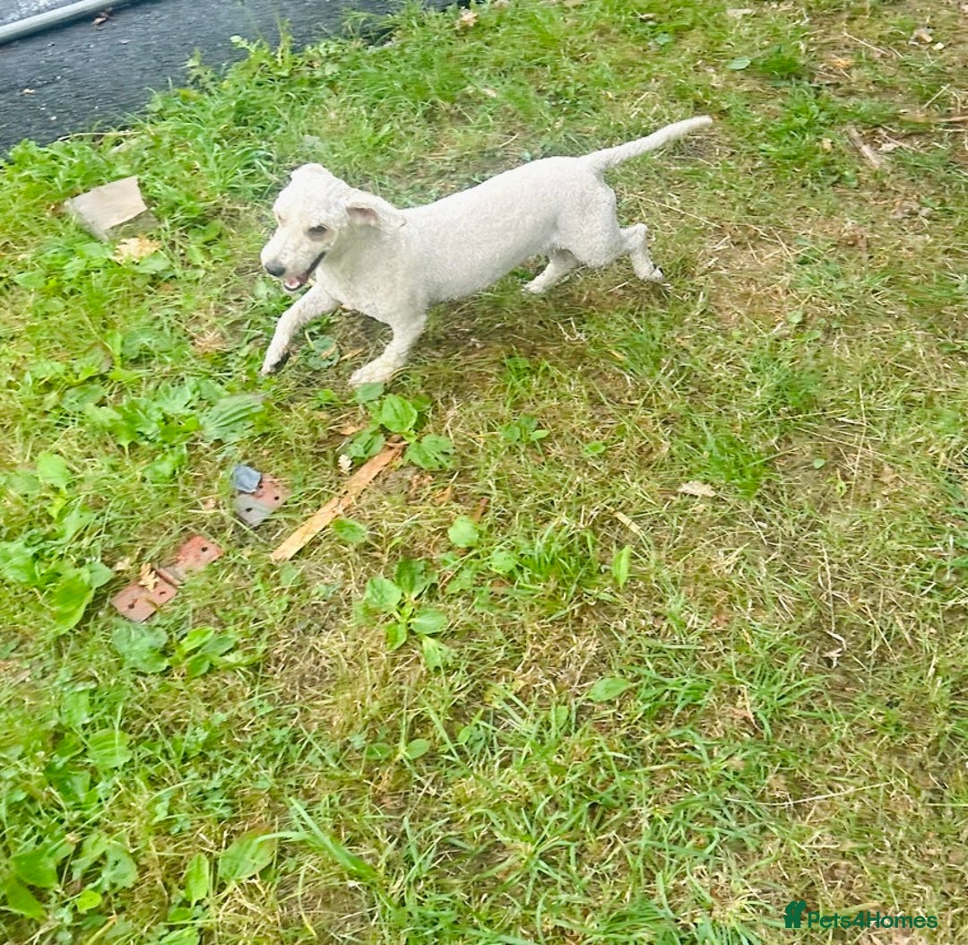 Goldendoodle dogs for sale: 2 stunning goldendoodle girls for sale   - Image 4