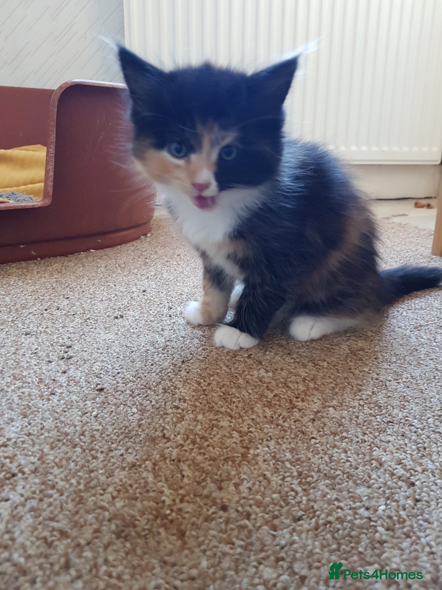 Bengal cats 5 beautiful Bengals.  - Advert 5