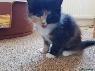 Bengal cats 5 beautiful Bengals. - Advert 5