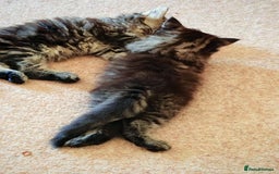 Persian cats for sale: Persian British shorthair mix kittens (SOLD) - Image 7