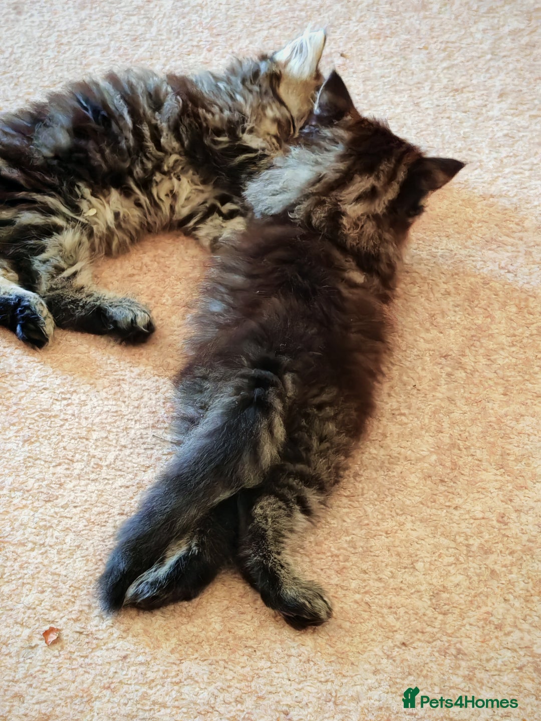 Persian cats for sale: Persian British shorthair mix kittens (SOLD) - Image 7
