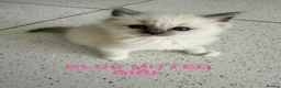 Ragdoll cats for sale: Full breed ragdoll kittens - Advert 2
