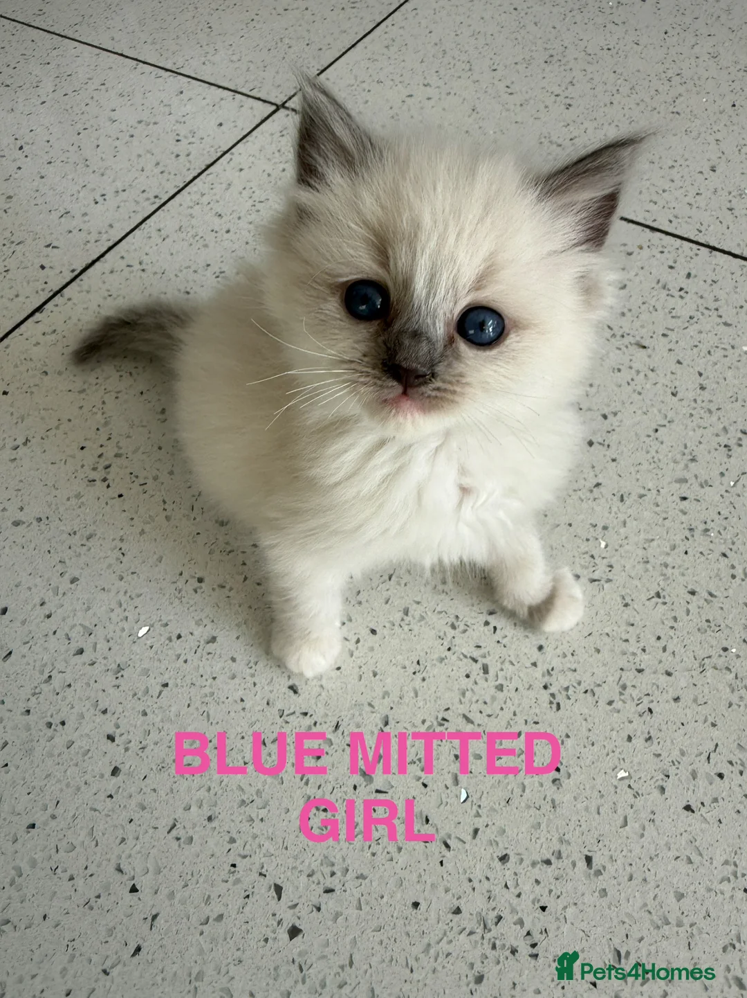 Ragdoll cats for sale: Full breed ragdoll kittens - Advert 2