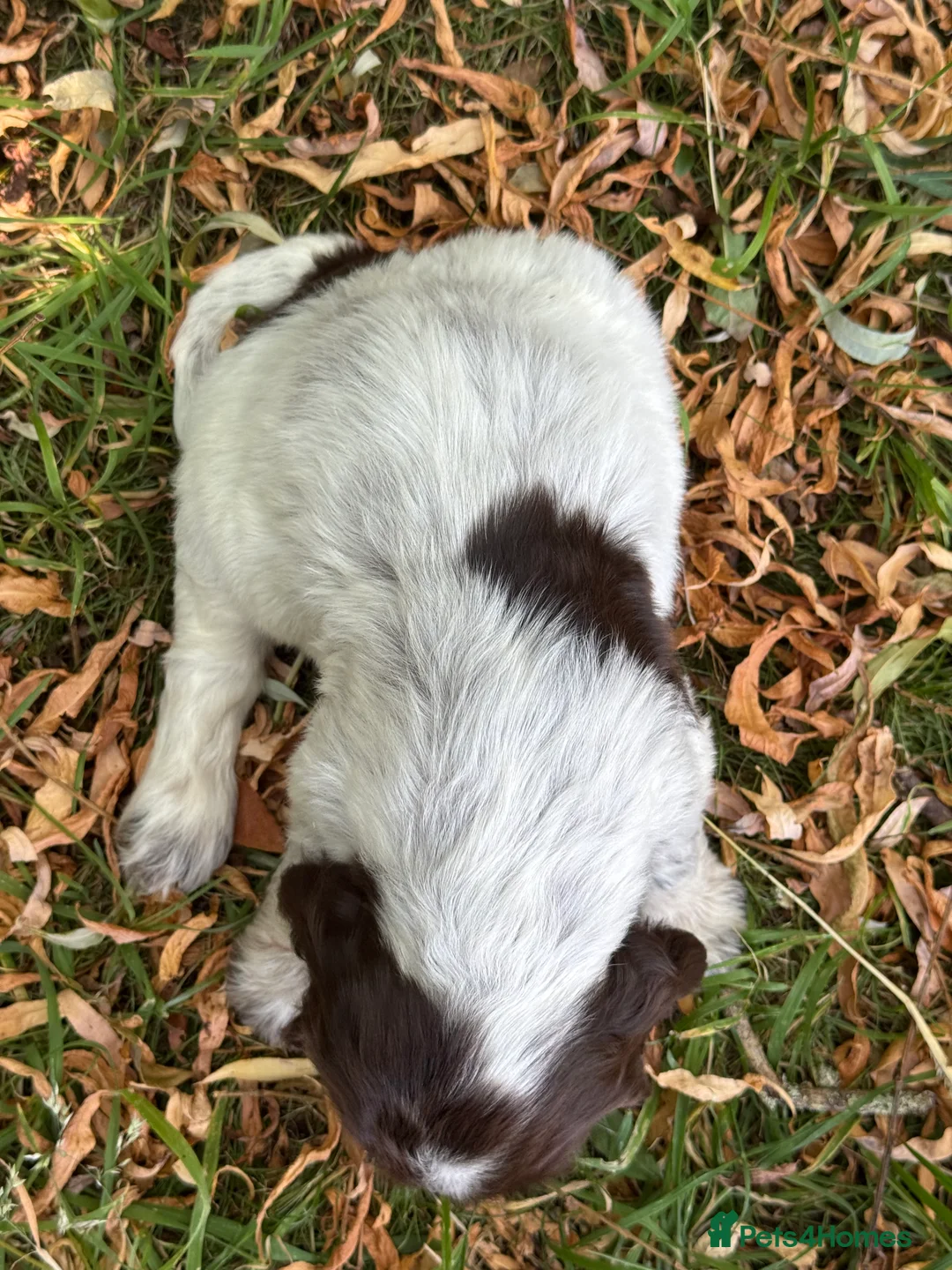 Cocker Spaniel dogs for sale: ❤️ BEAUTIFUL TRUE SHOWTYPE COCKER SPANIEL ❤️  - Advert 23