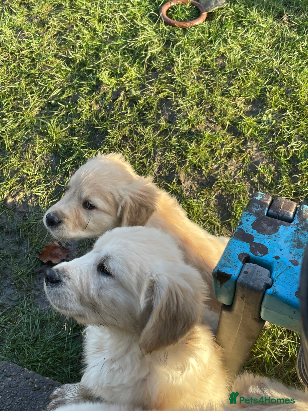 Golden Retriever dogs for sale: Stunning golden retriever puppies  - Advert 11