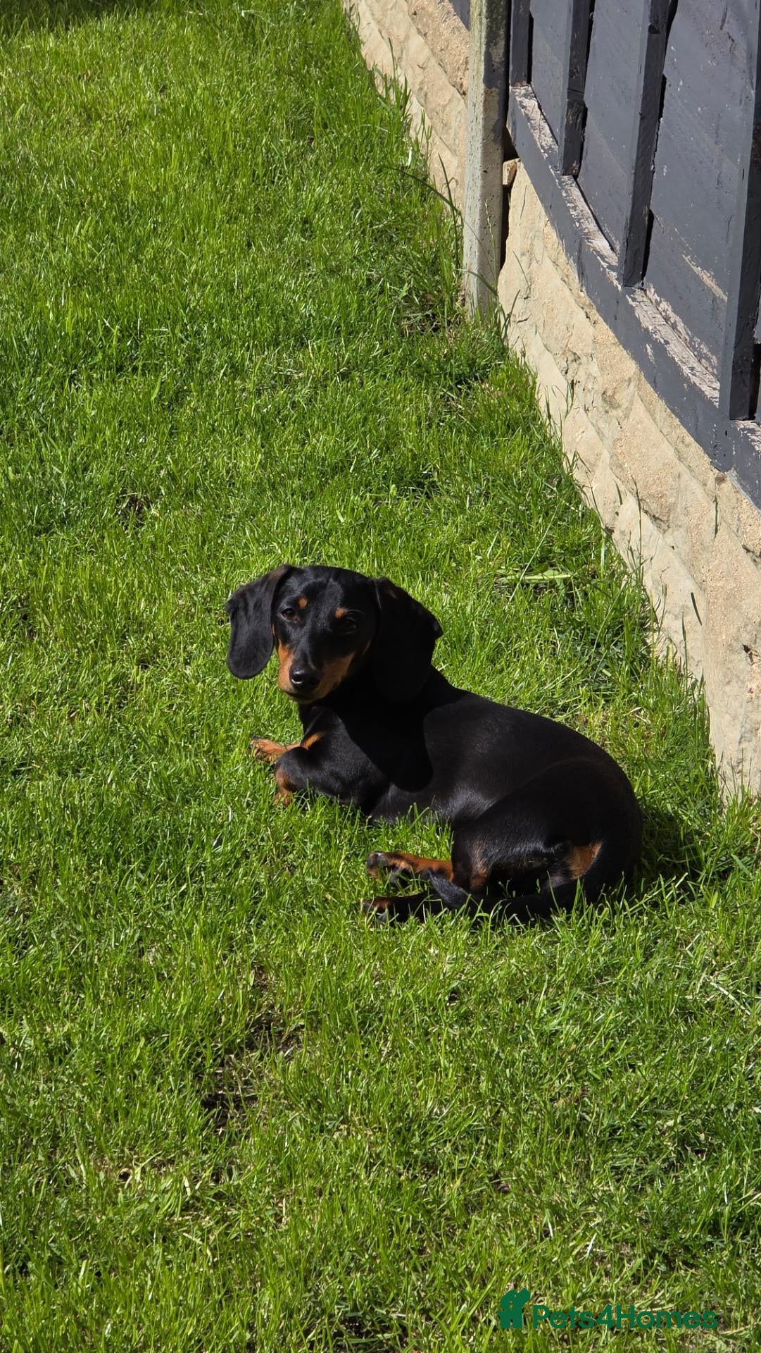 Miniature Dachshund dogs for sale: KC registered Black & tan Miniature daschund - Advert 13