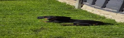 Miniature Dachshund dogs for sale: KC registered Black & tan Miniature daschund - Advert 2