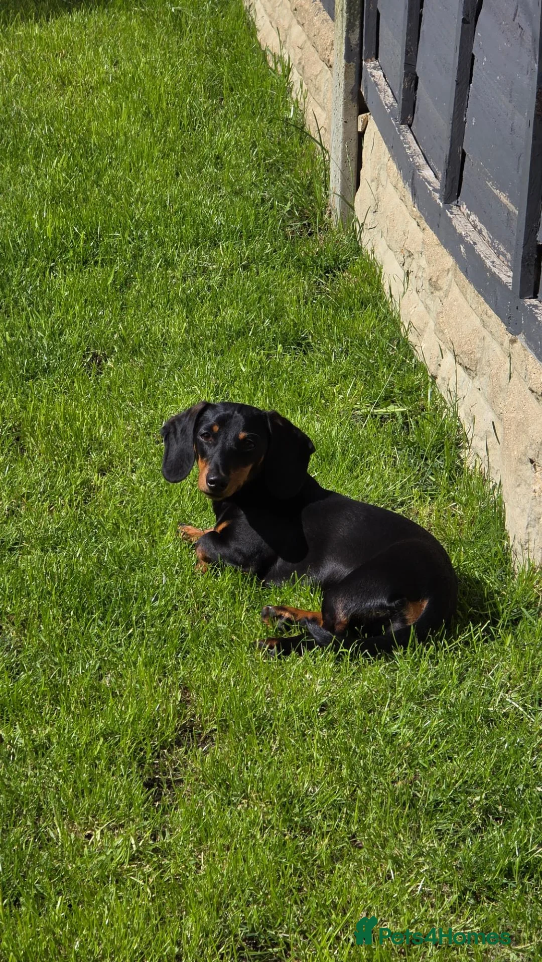 Miniature Dachshund dogs for sale: KC registered Black & tan Miniature daschund - Advert 2