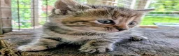 Mixed Breed cats for sale: Ready to leave... Gorgeous Bengal X Kittens - Advert 35
