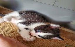 Mixed Breed cats for sale: Half pedigree kittens - Image 10