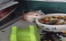 Hamster rodents for sale: Robrovski Hamster with cage - Image 1