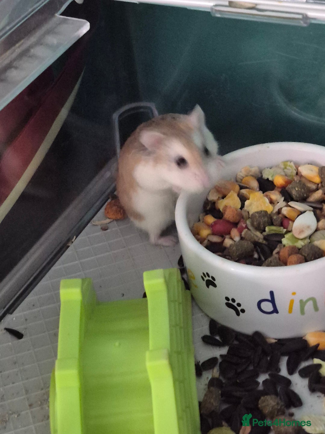 Hamster rodents for sale: Robrovski Hamster with cage - Image 1
