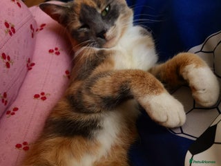 Domestic Shorthair cats - Advert 1