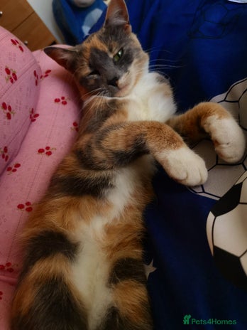 Domestic Shorthair cats - Advert 1