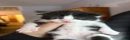 Mixed Breed cats for sale: Kittens For Sale - Advert 11
