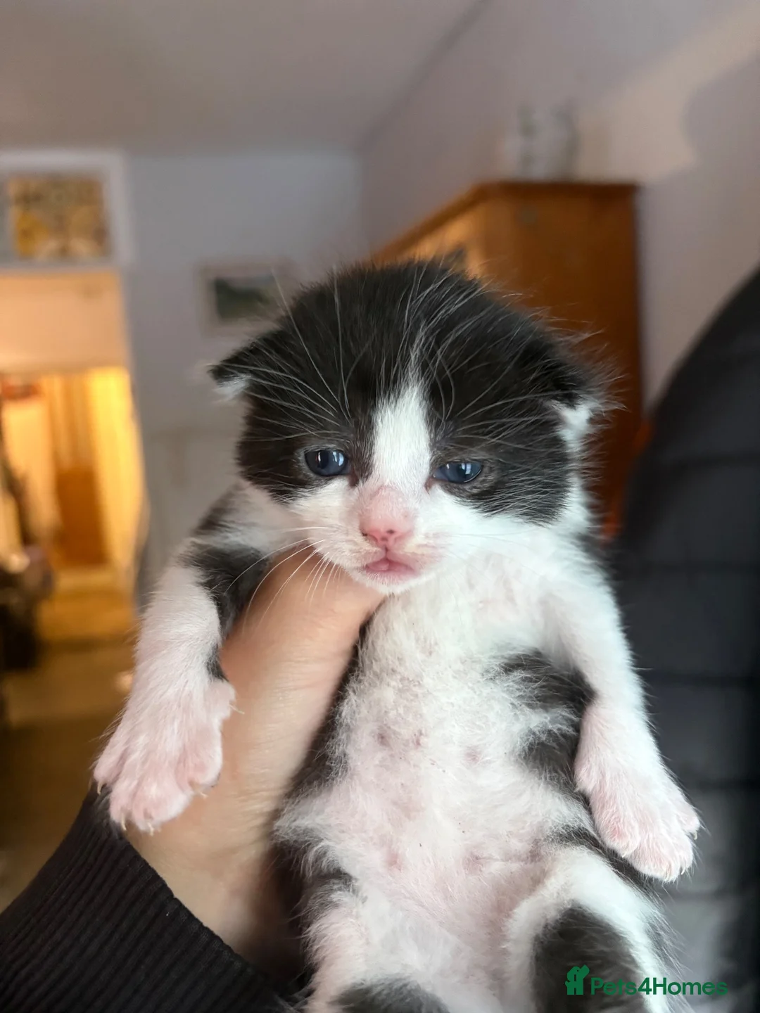 Mixed Breed cats for sale: Kittens For Sale - Advert 11