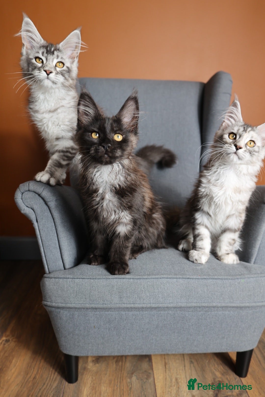 Maine Coon cats TICA Pedigree🧬health tested Maine coon 🩶 Ready - Advert 1