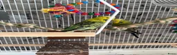 Budgerigars birds for sale: Budgies  - Advert 3