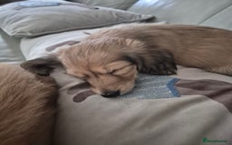 Miniature Dachshund dogs for sale: Miniature dachshunds Long haired cream KC reg  - Image 15