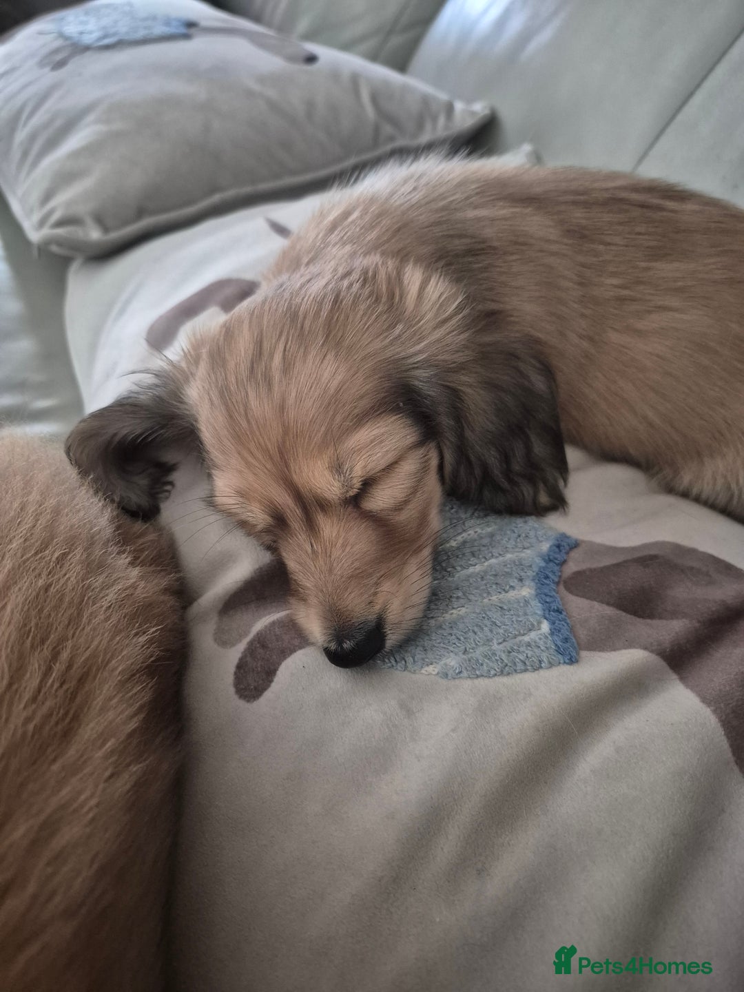 Miniature Dachshund dogs for sale: Miniature dachshunds Long haired cream KC reg  - Image 15