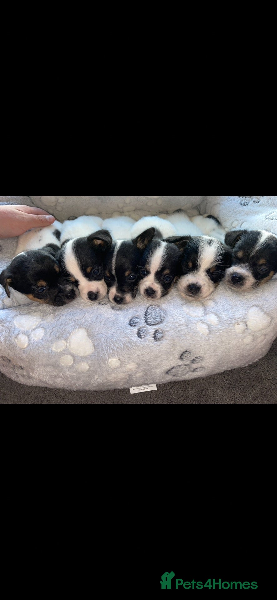 Jack Russell dogs Hayley smith - Advert 1
