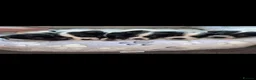 Jack Russell dogs for sale: Hayley smith - Advert 1