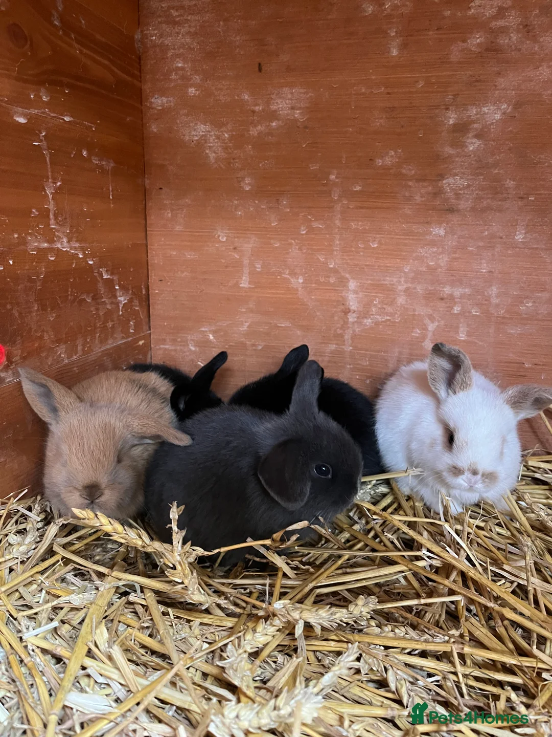 Mini Lop rabbits for sale: Beautiful Mini Lop kits  - Advert 2