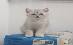 British Shorthair cats for sale: 2 British short hair & 1 long haired kittens - Image 19