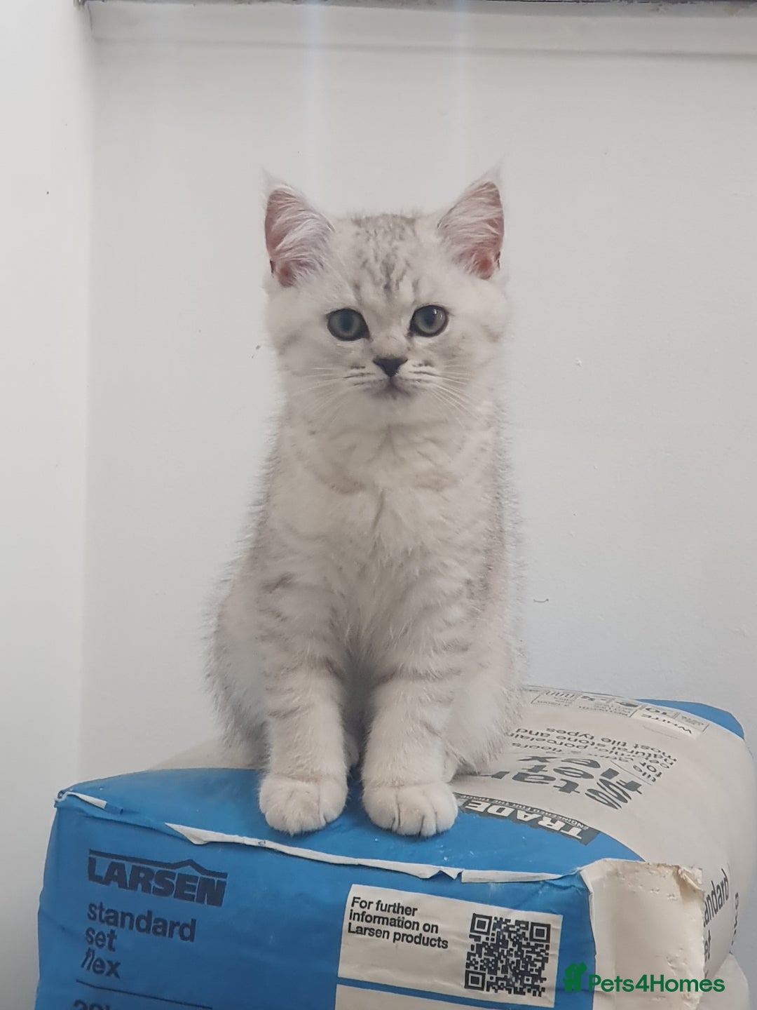 British Shorthair cats for sale: 2 British short hair & 1 long haired kittens - Image 19
