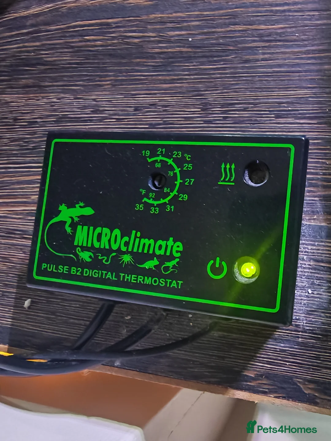 Tortoise reptiles for sale: Horsfield tortoise - Advert 5