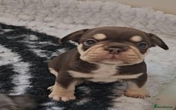 Frug dogs for sale: Beautiful Frug Babies 😍 - Image 13