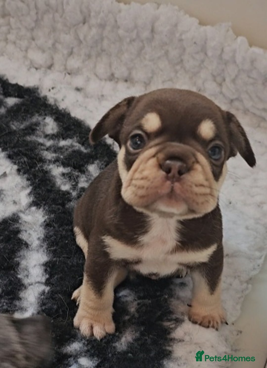 Frug dogs for sale: Beautiful Frug Babies 😍 - Image 13