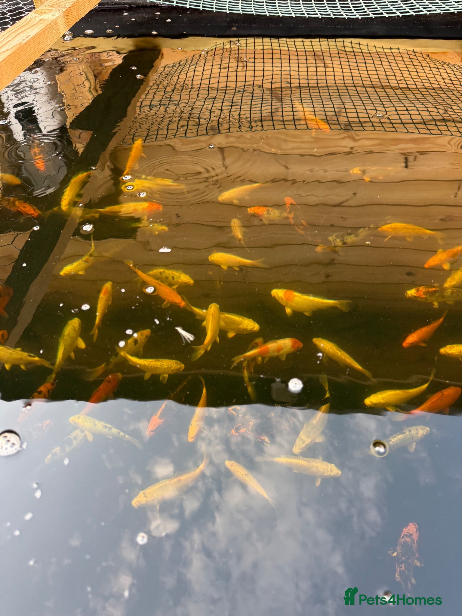 Koi Carp fish Koi carp - Advert 1