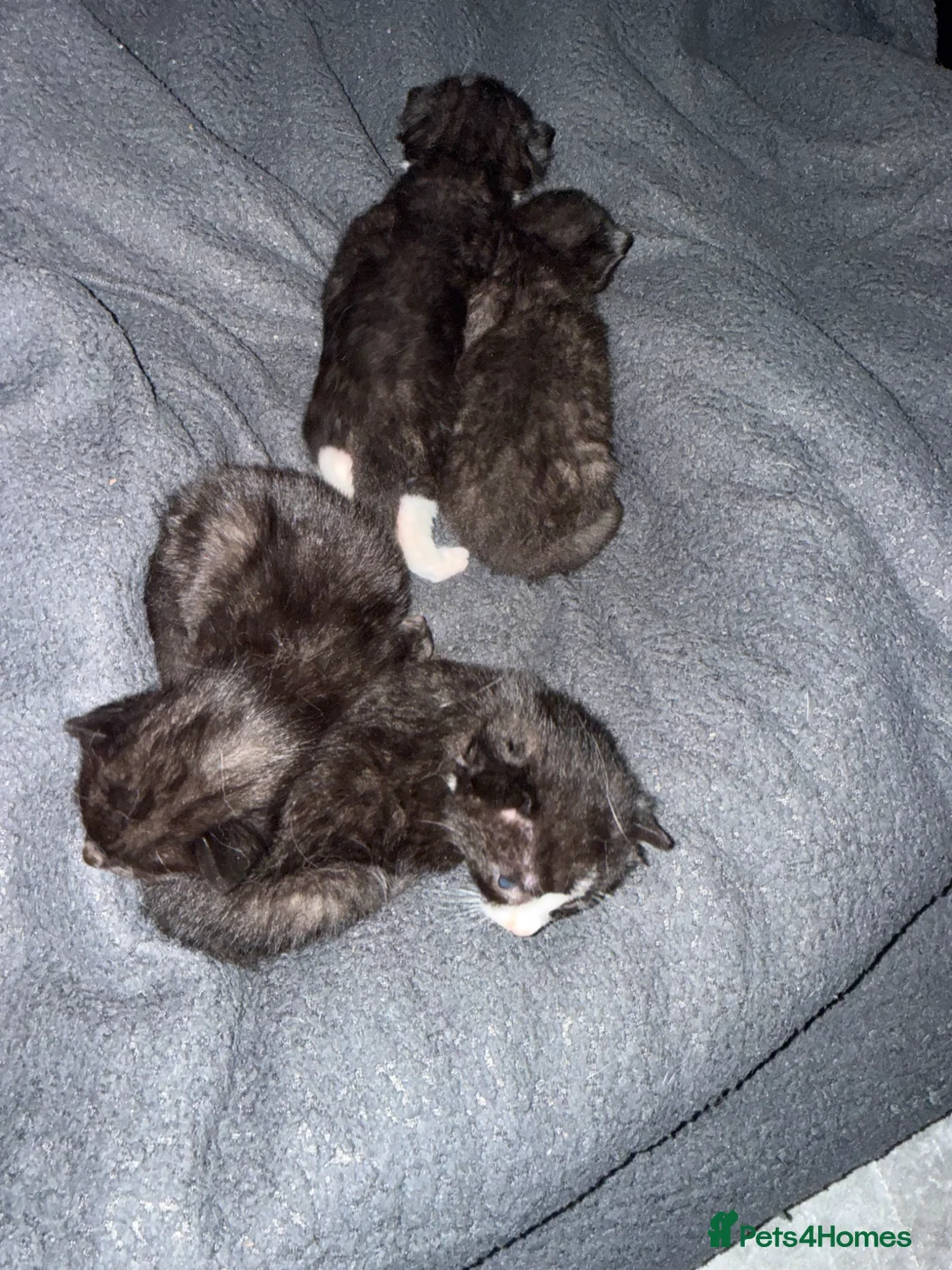 Mixed Breed cats for sale: 4 baby kittens  - Advert 6